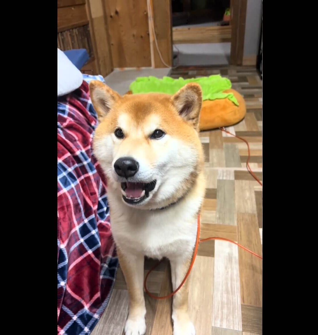 柴犬,動画