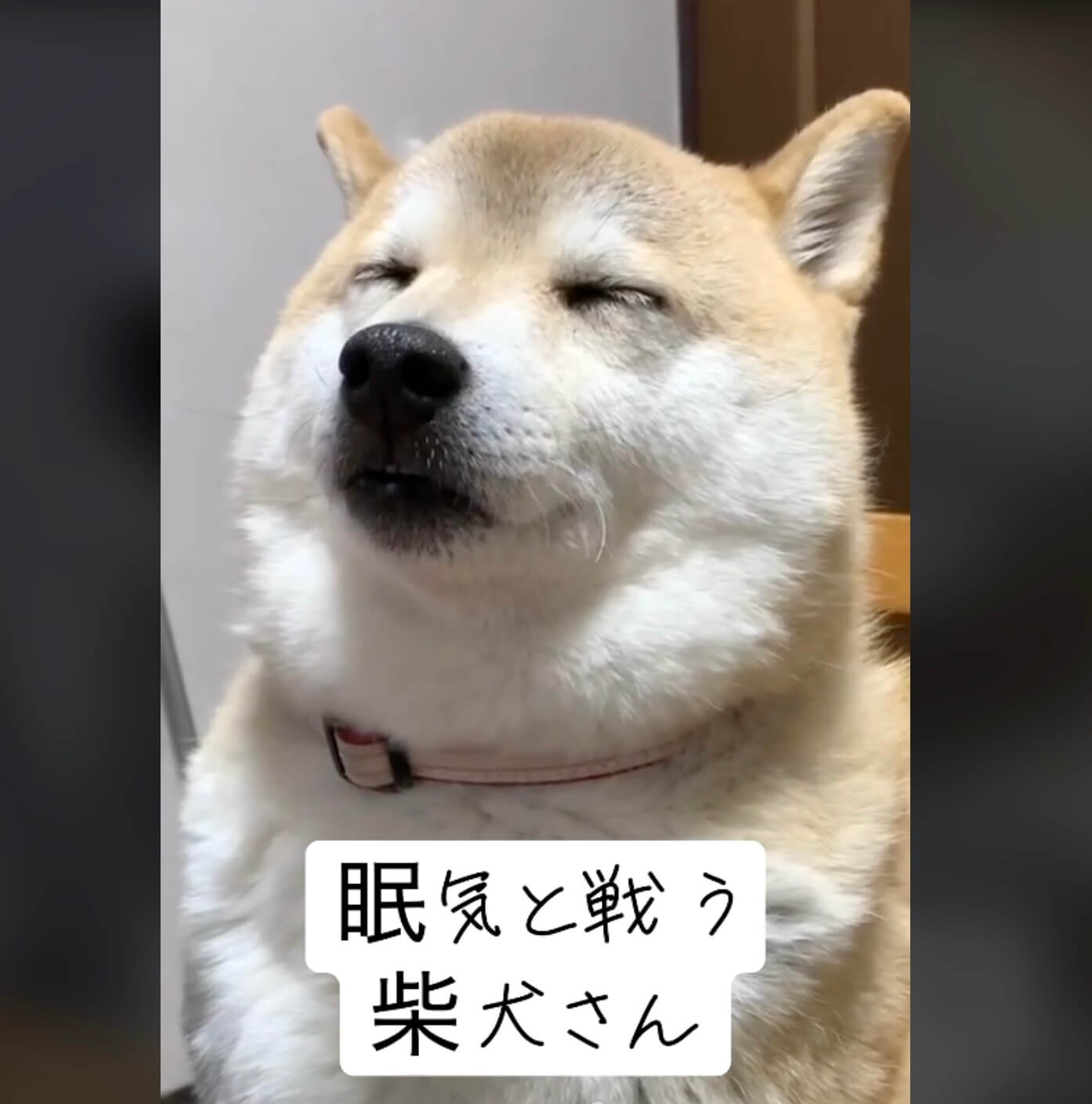 柴犬,動画