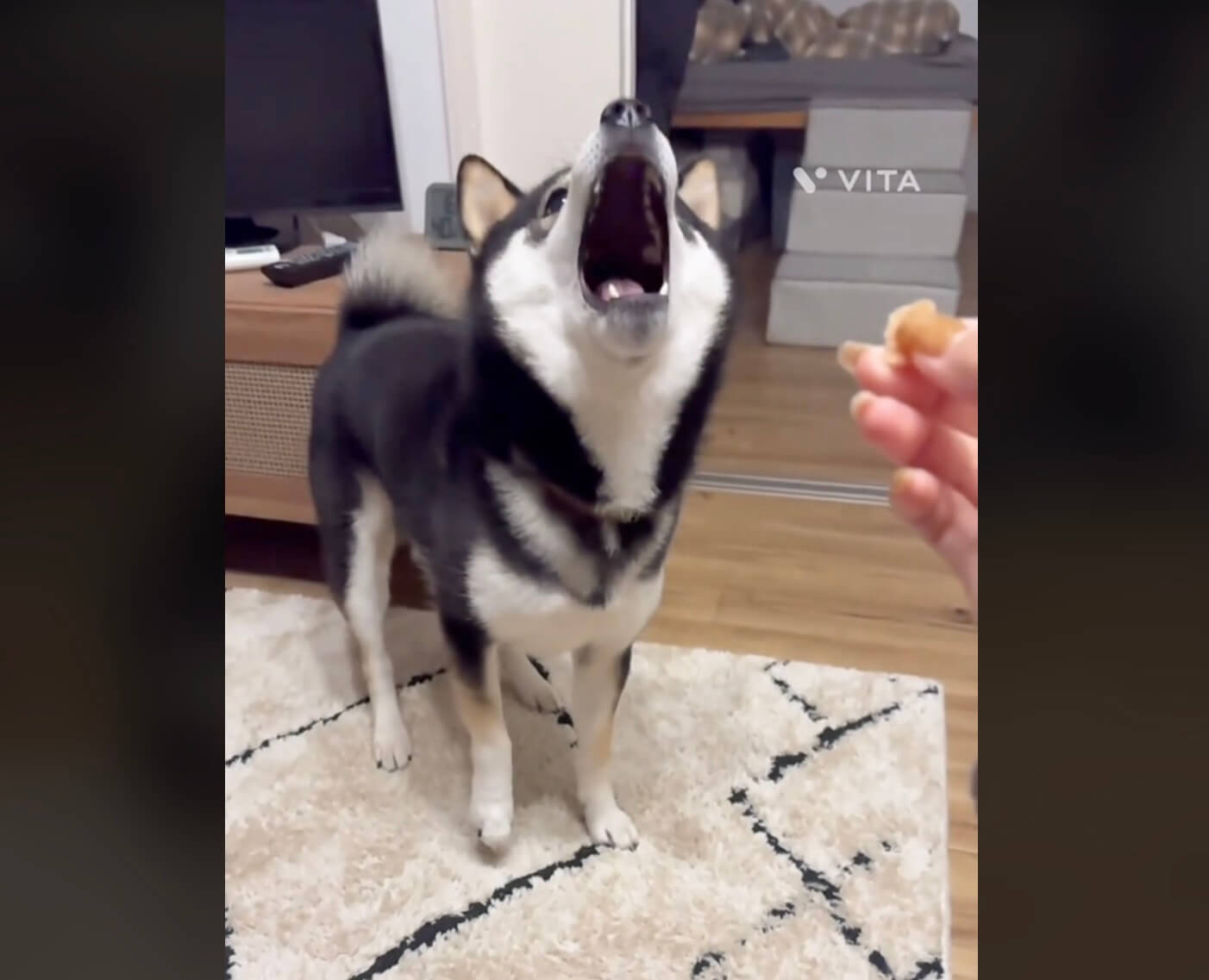 柴犬,動画