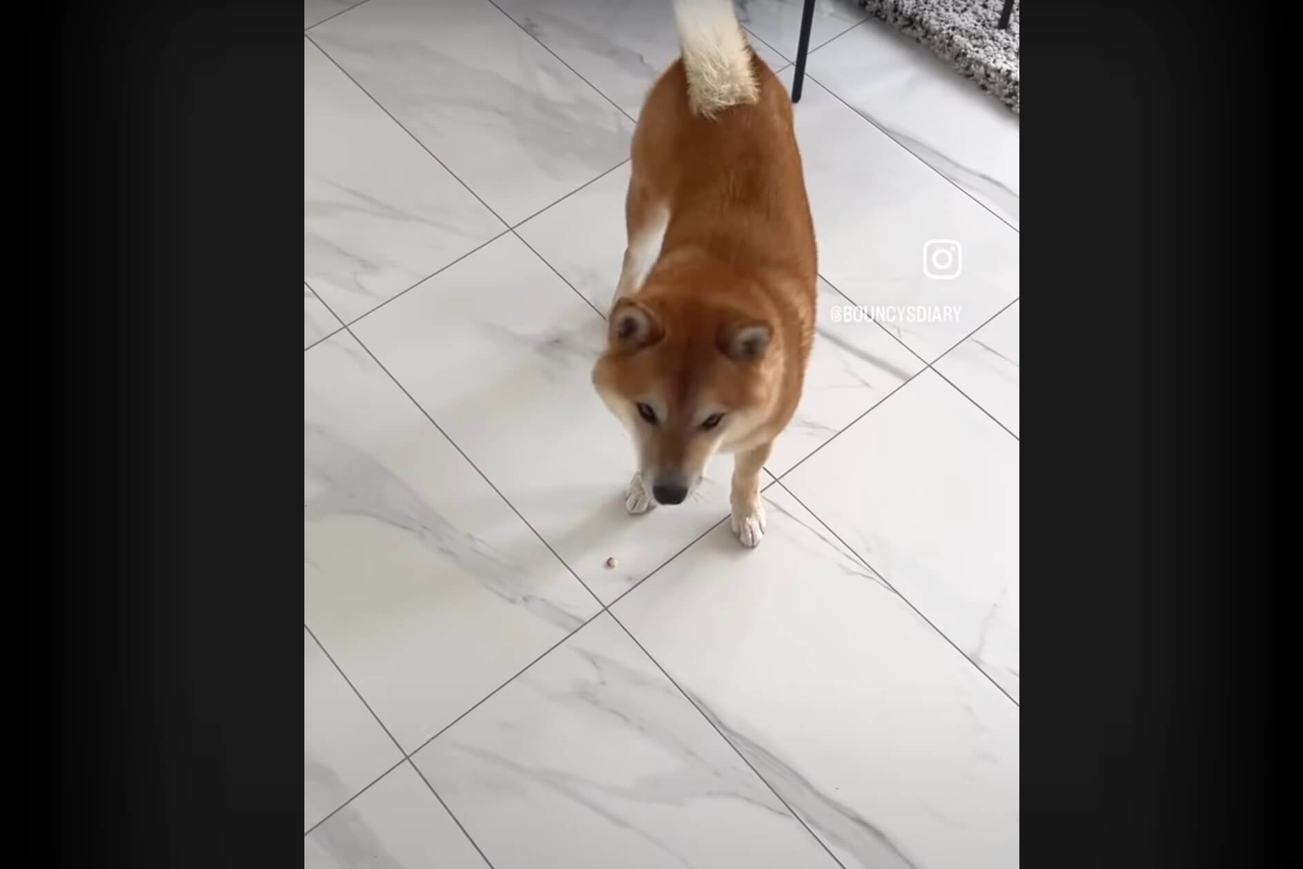 柴犬,動画