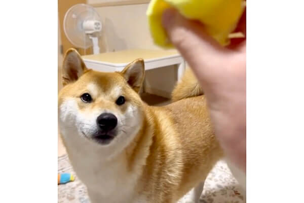おもちゃを投げるフリして柴犬のしっぽに隠してみたら…想像以上