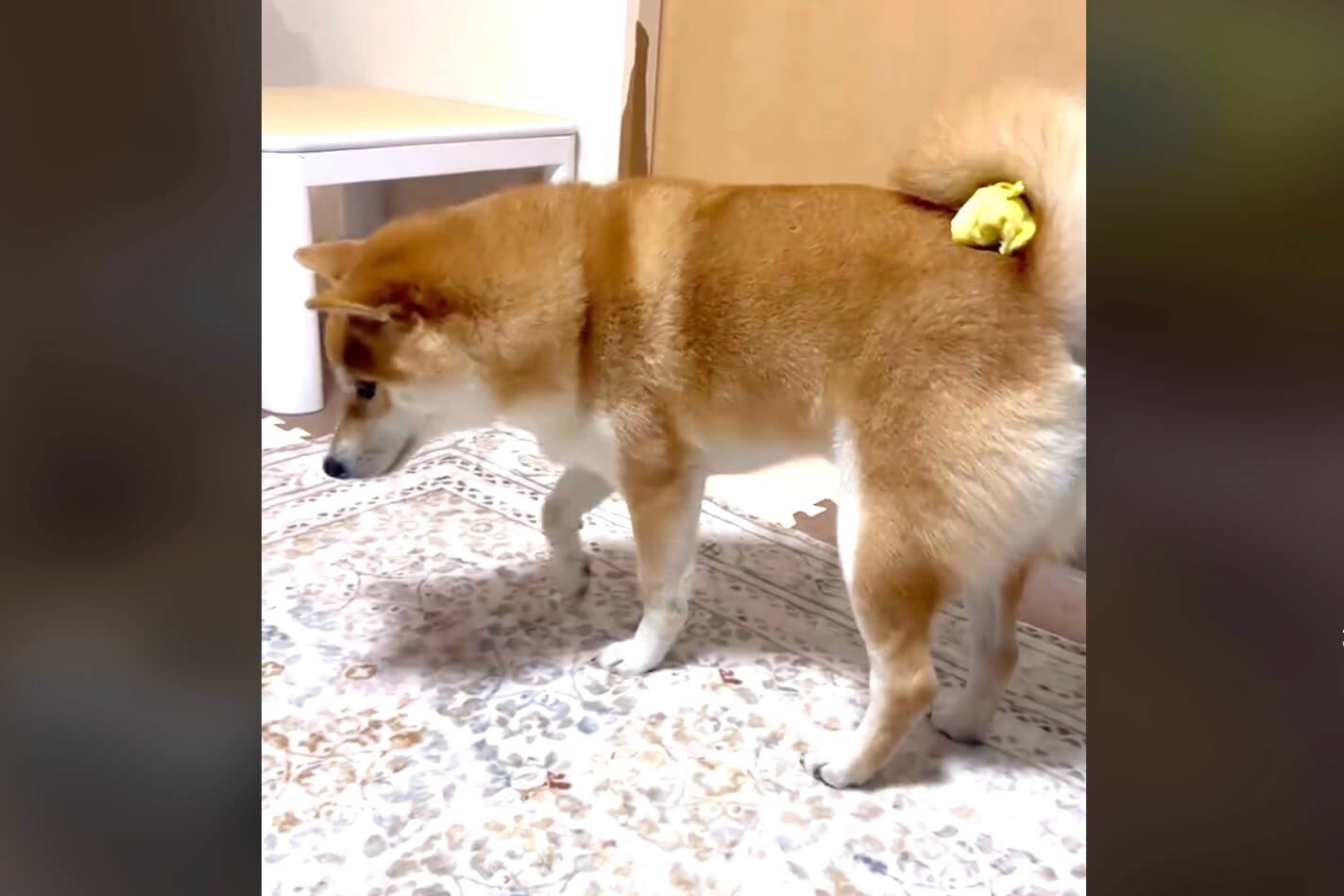 柴犬,動画