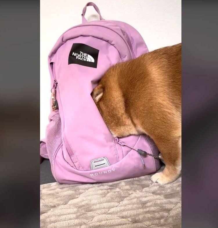 柴犬,動画