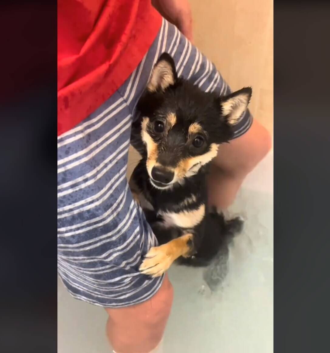 柴犬,動画