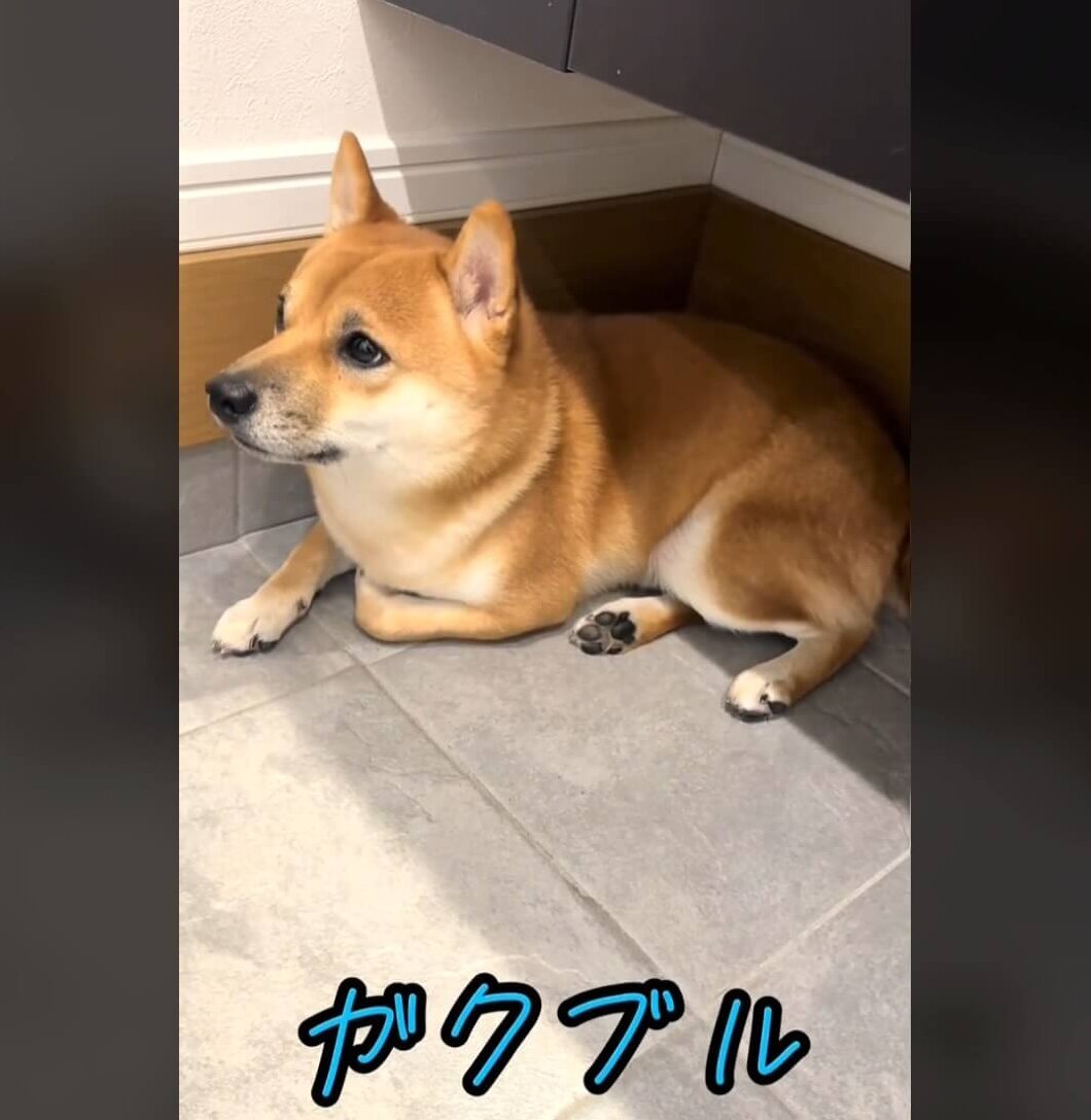 柴犬,動画