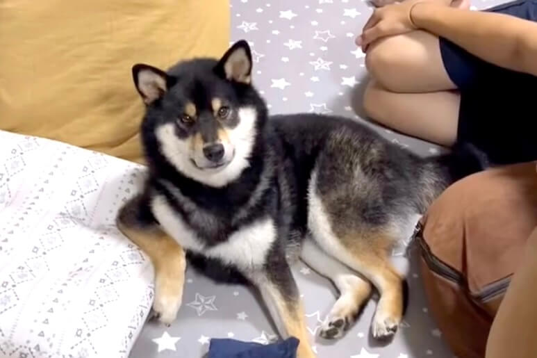 柴犬,動画