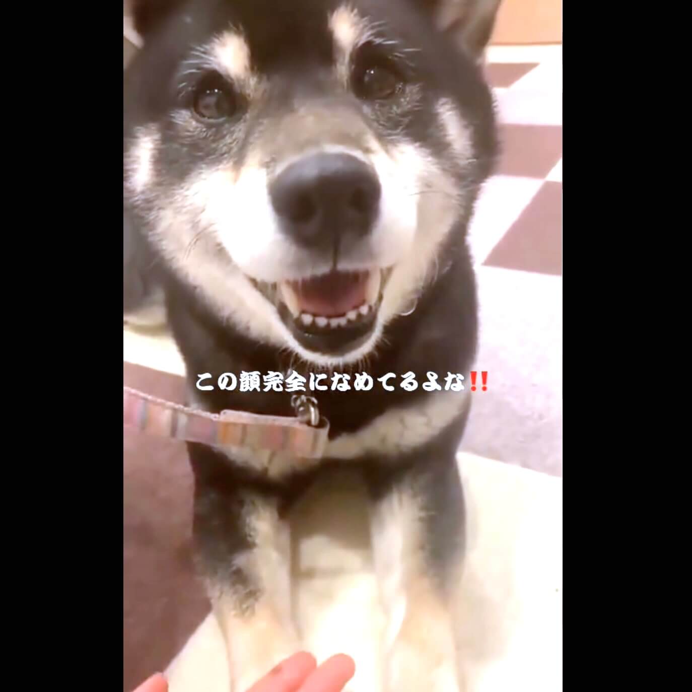 柴犬,動画