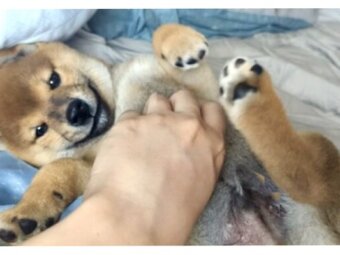 柴犬,動画