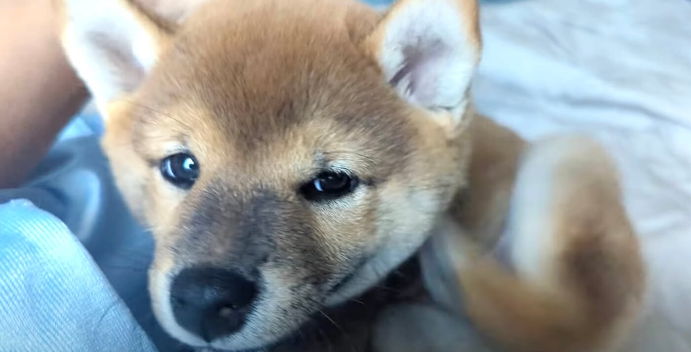 柴犬,動画