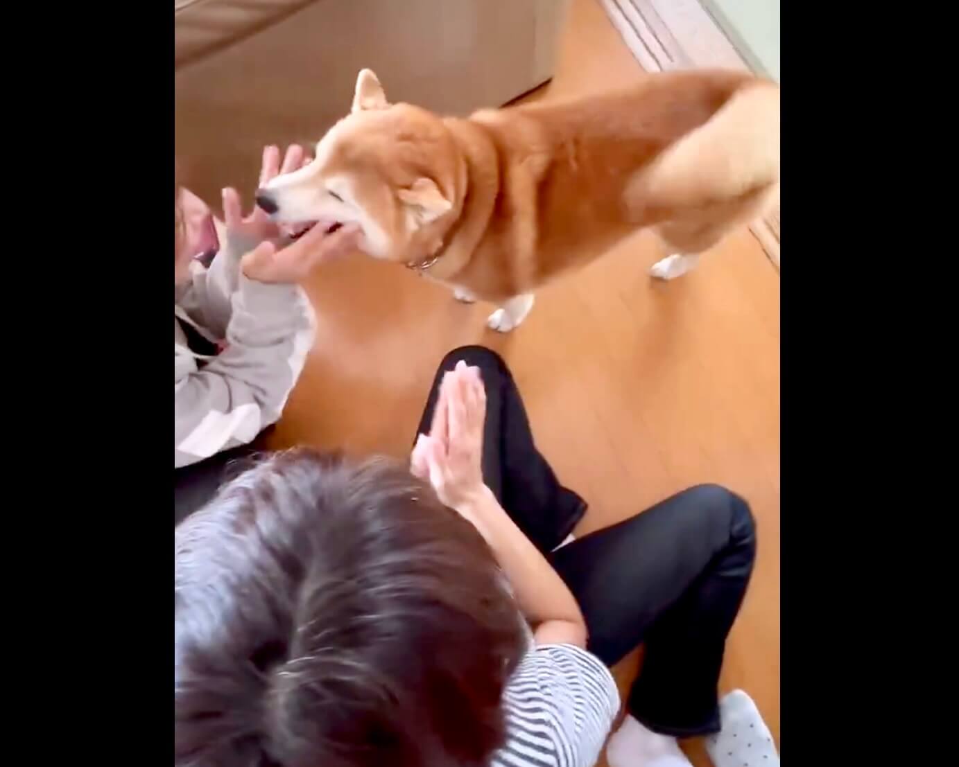 柴犬,動画