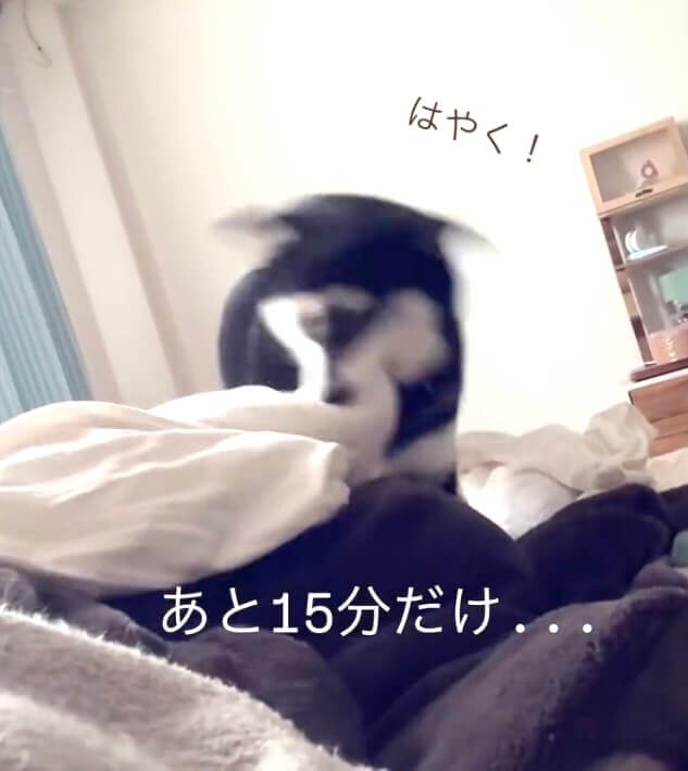 柴犬,動画