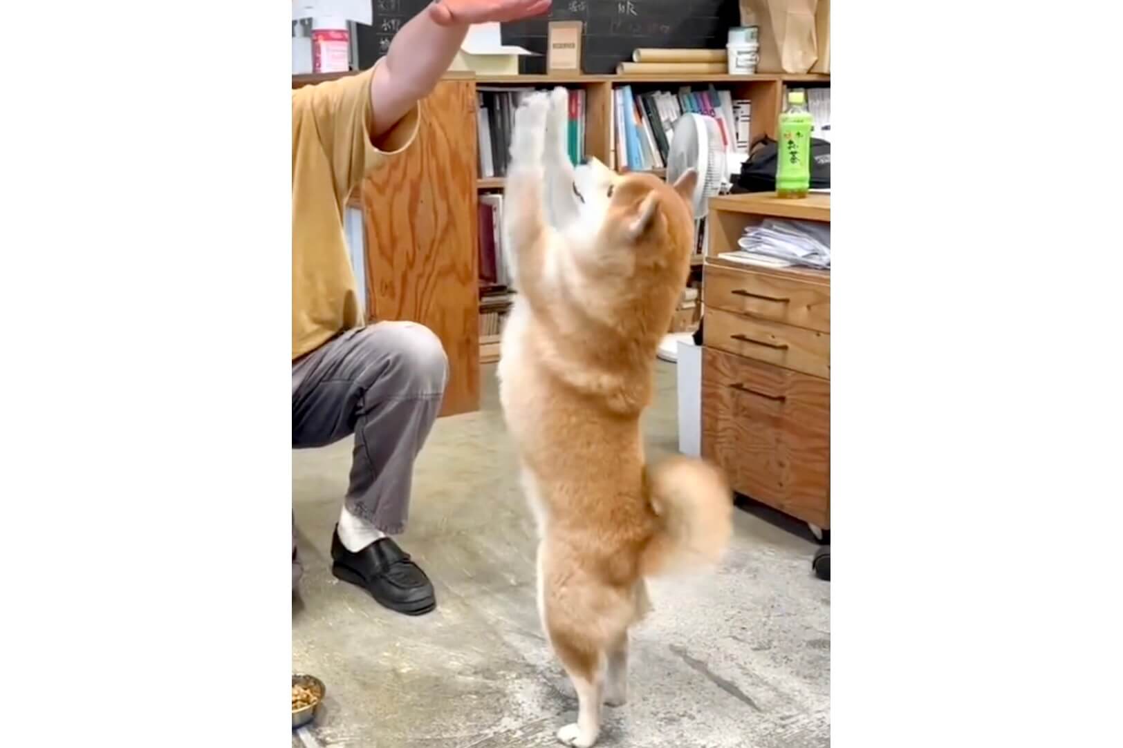 柴犬,動画