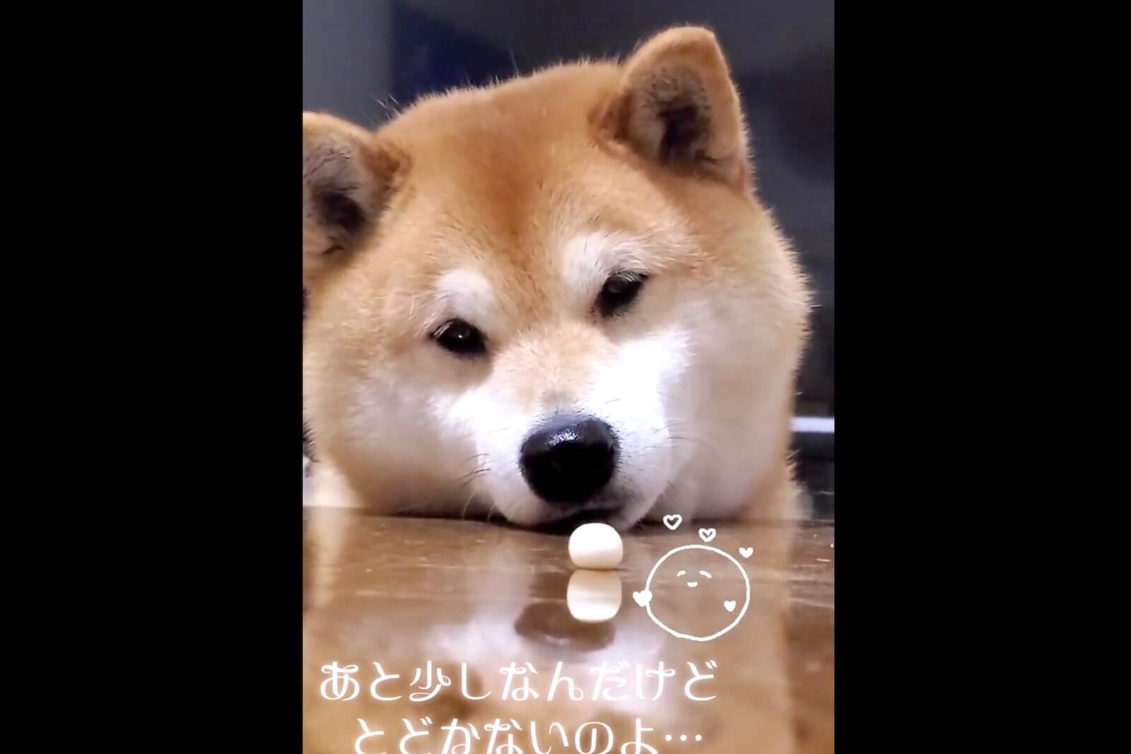 柴犬,動画