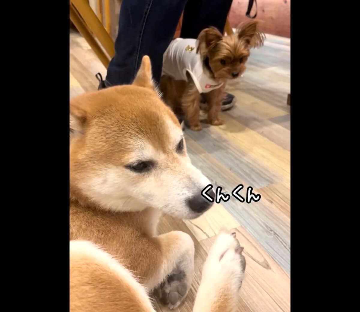 柴犬,動画