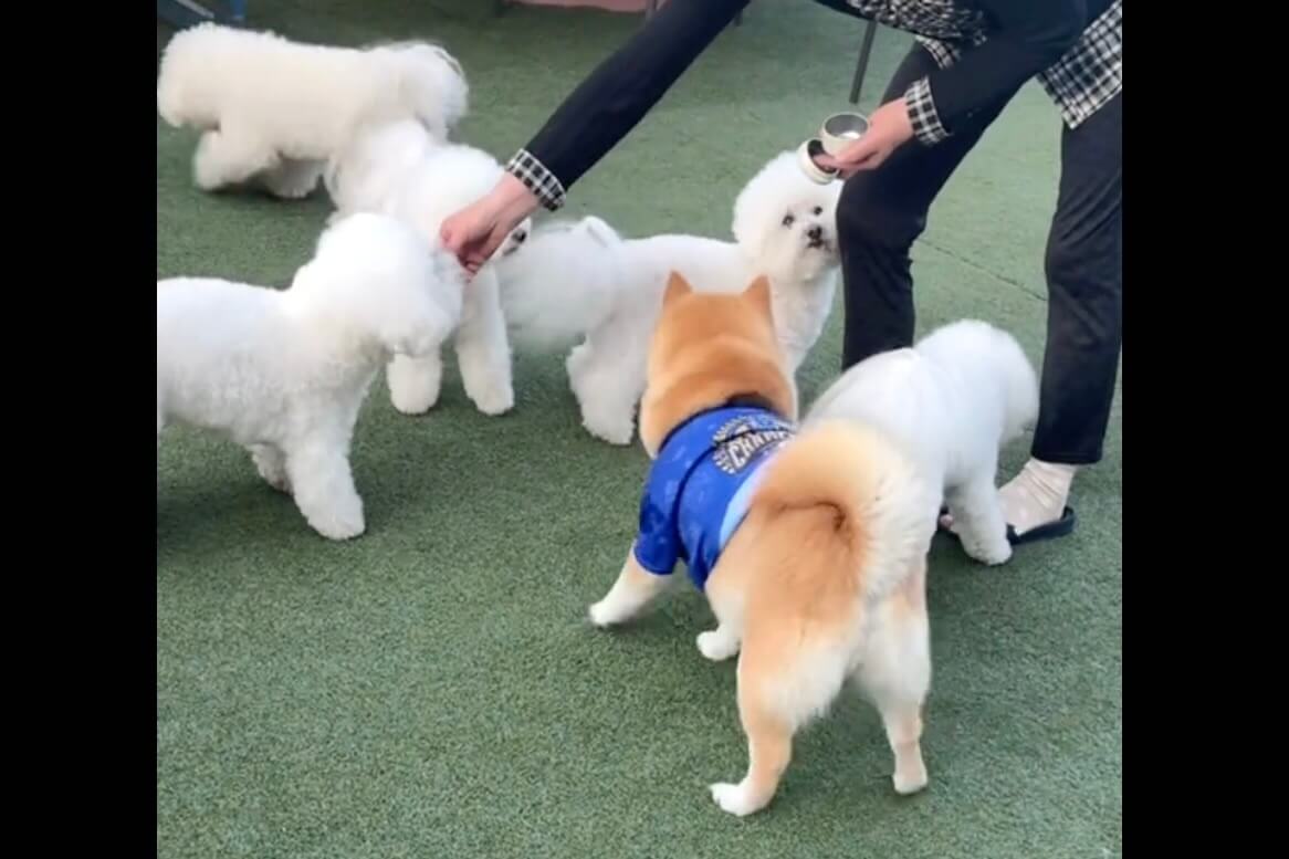柴犬,動画