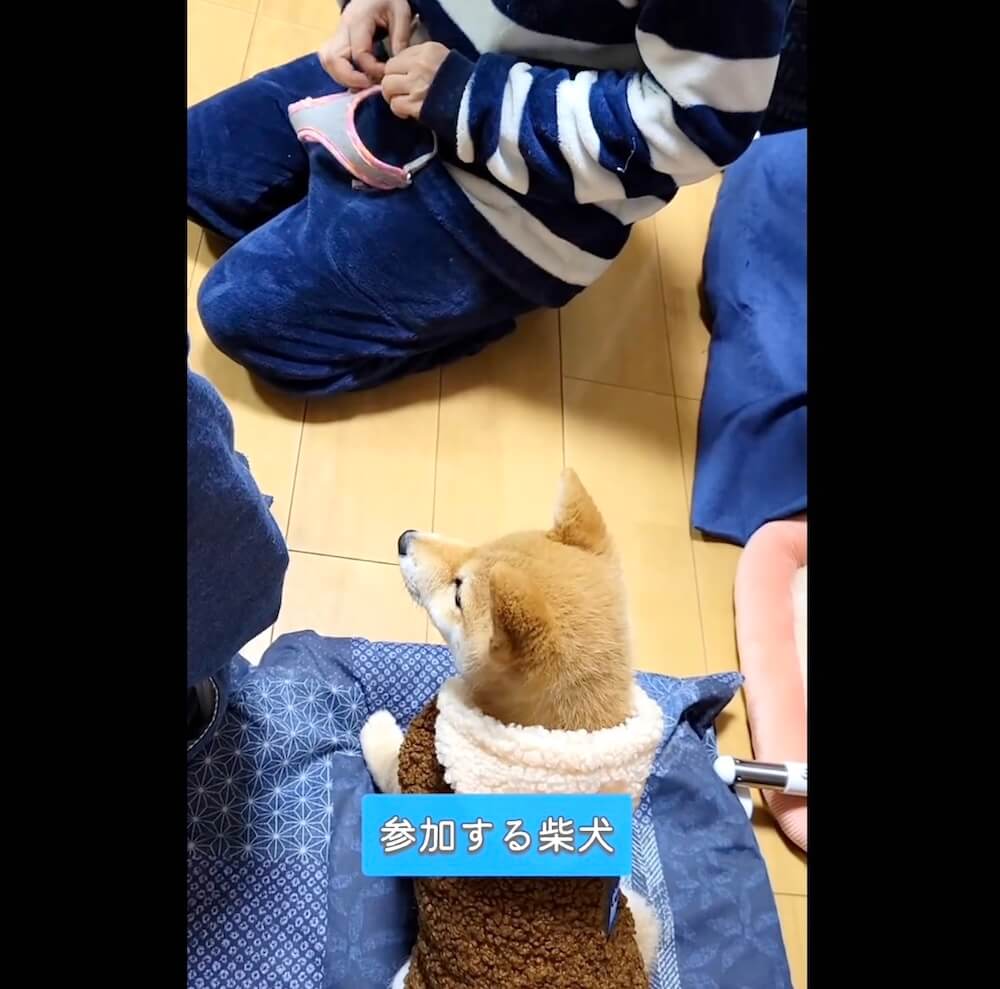 柴犬,動画