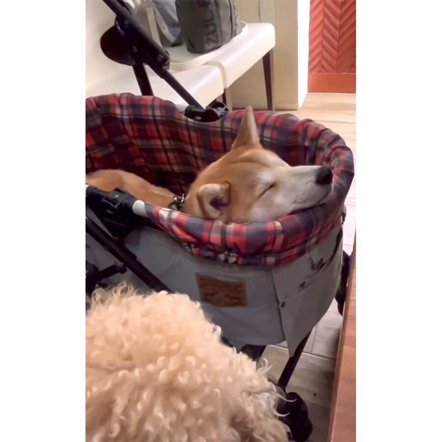 柴犬,動画