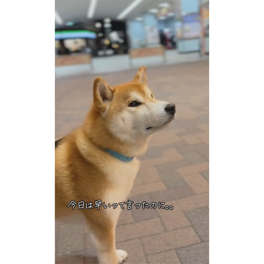 柴犬,動画