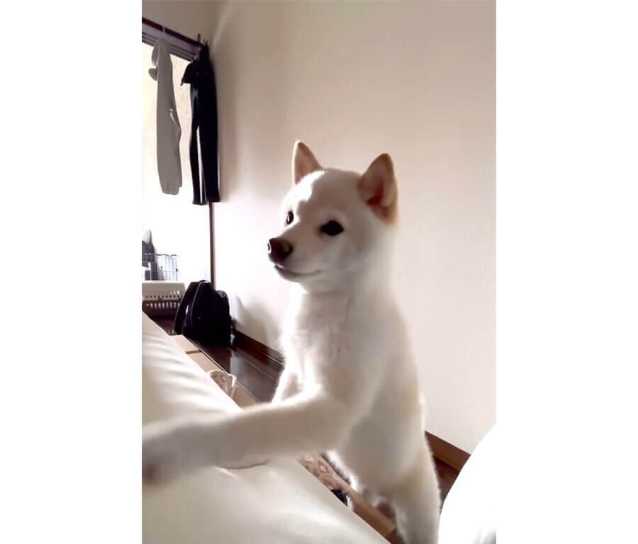 柴犬,動画