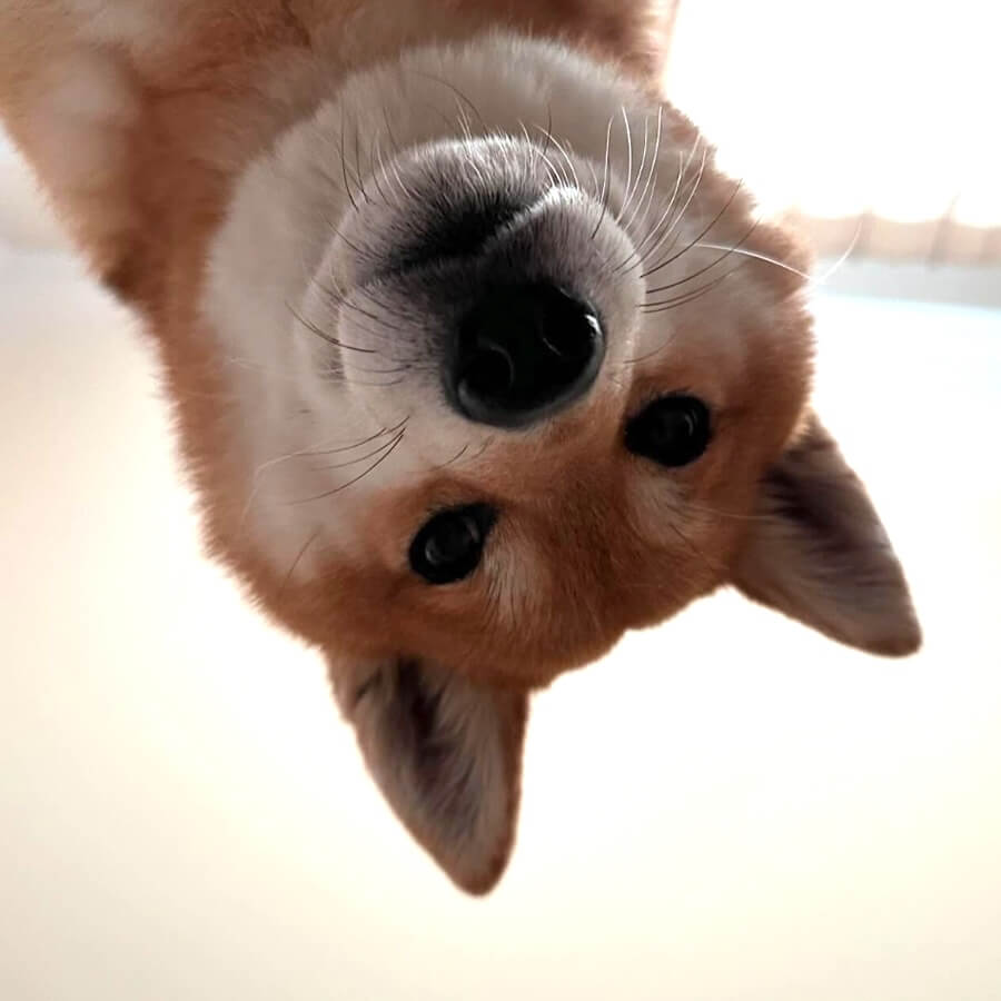 柴犬,動画