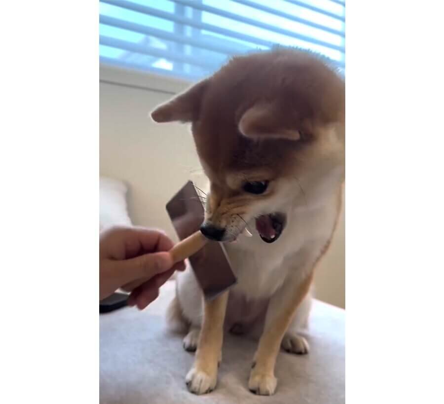 柴犬,動画