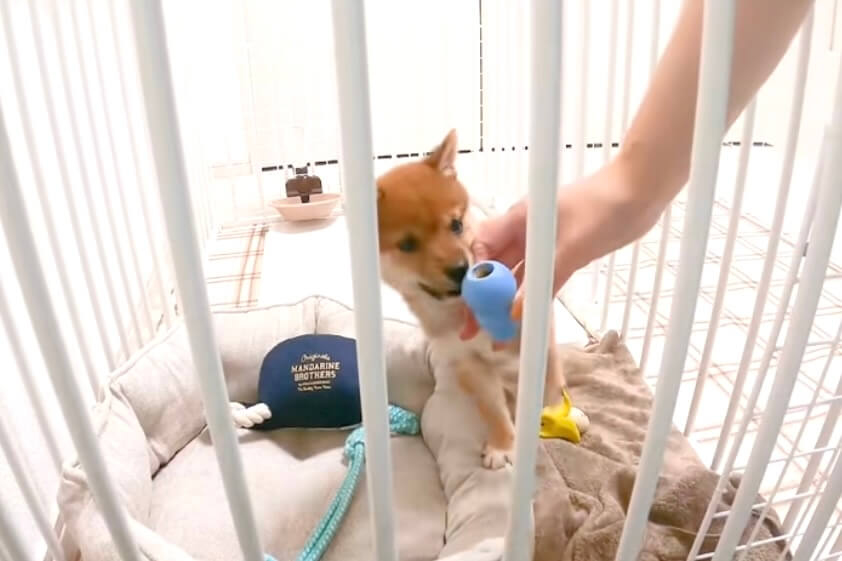 柴犬,動画