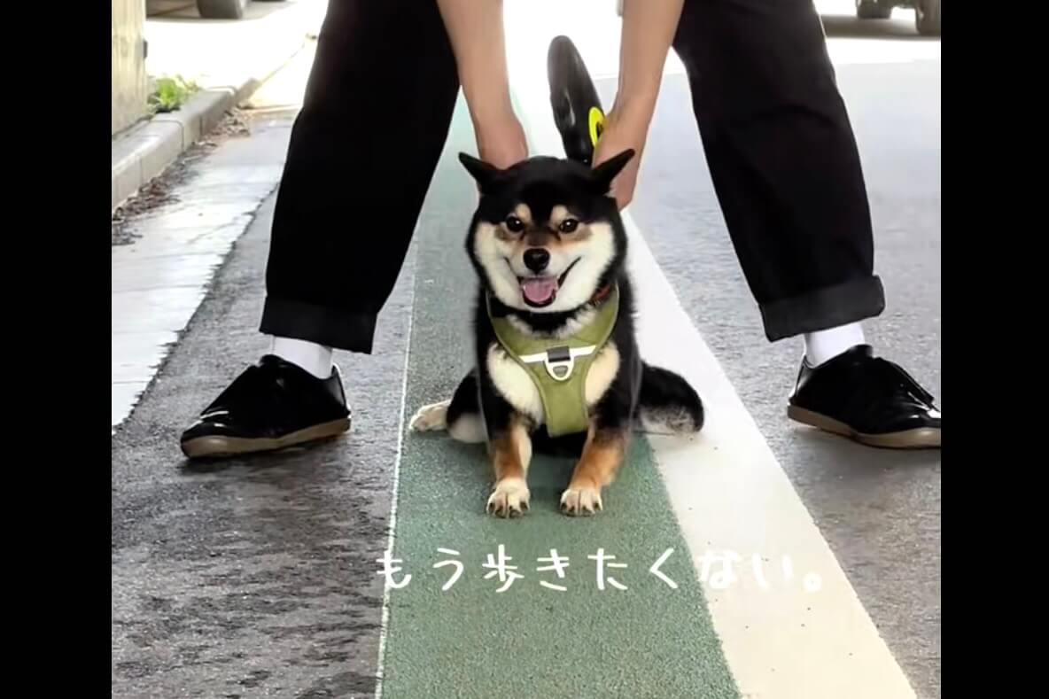 柴犬,動画
