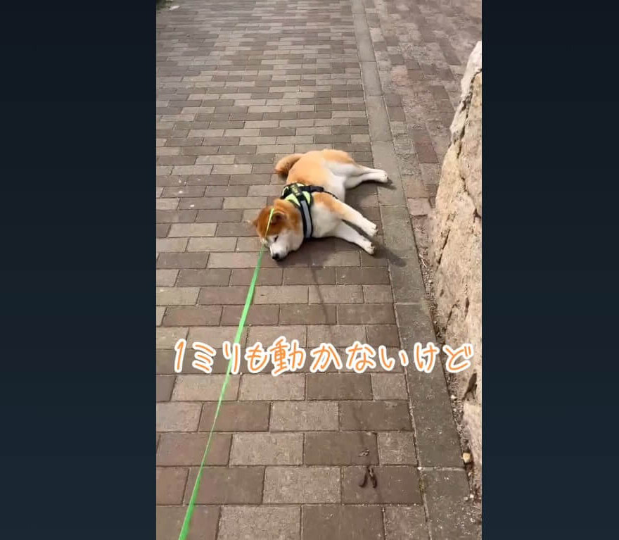 柴犬,動画