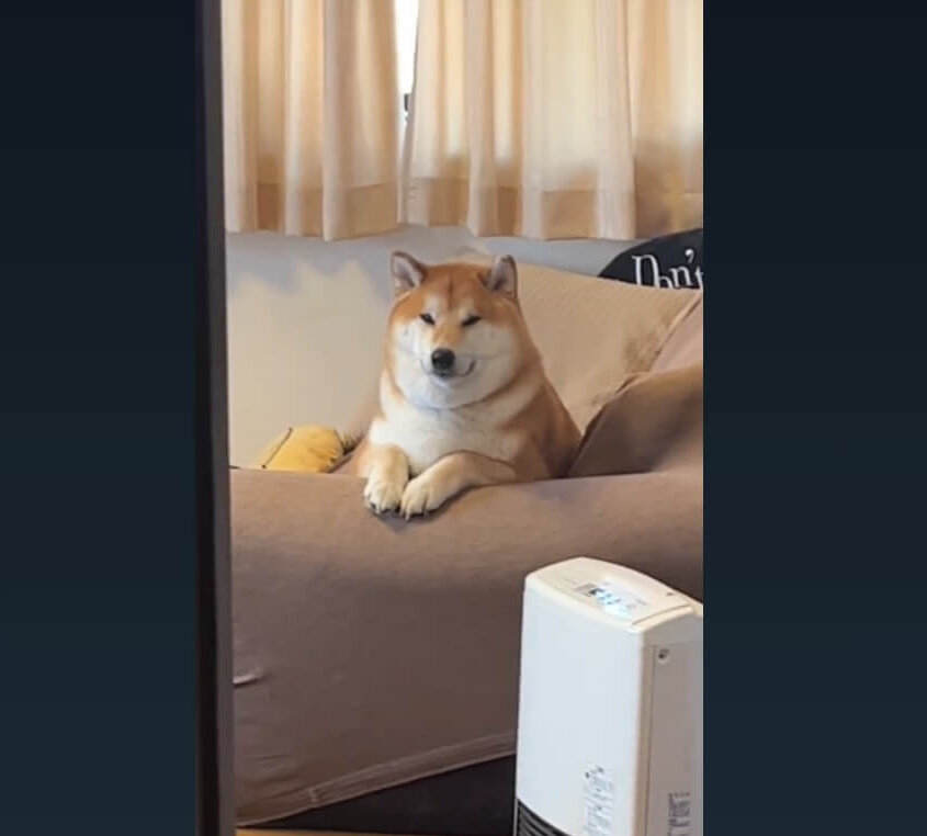 柴犬,動画