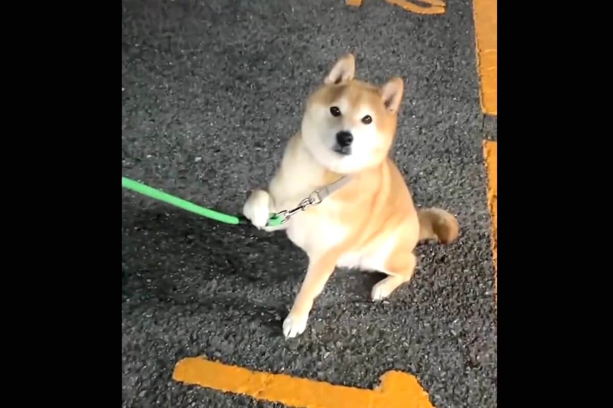 柴犬,動画
