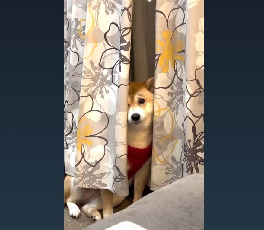 柴犬,動画