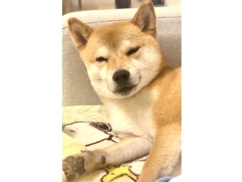 柴犬,動画
