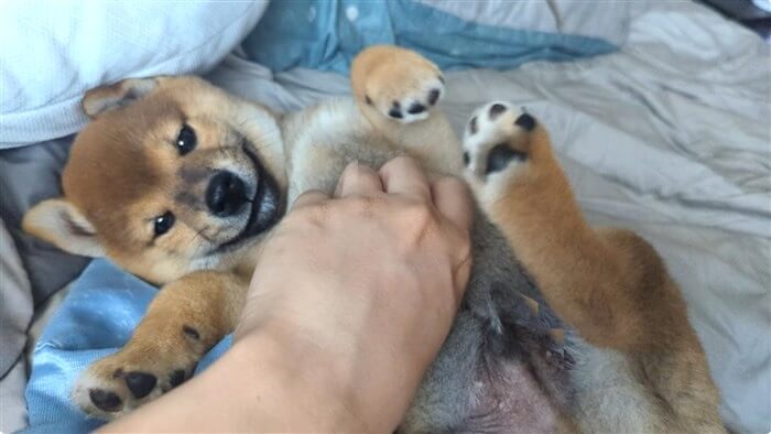 柴犬,動画