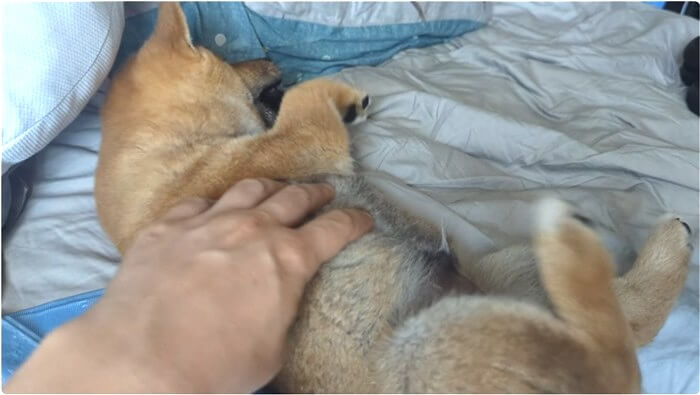 柴犬,動画