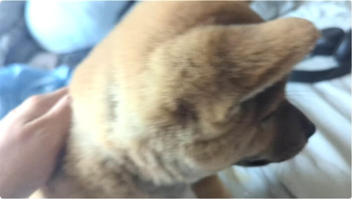 柴犬,動画