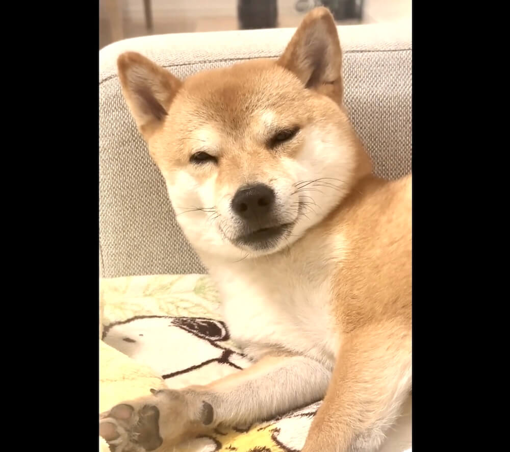 柴犬,動画