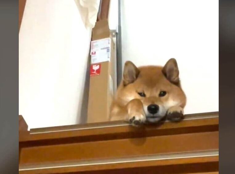 柴犬,動画