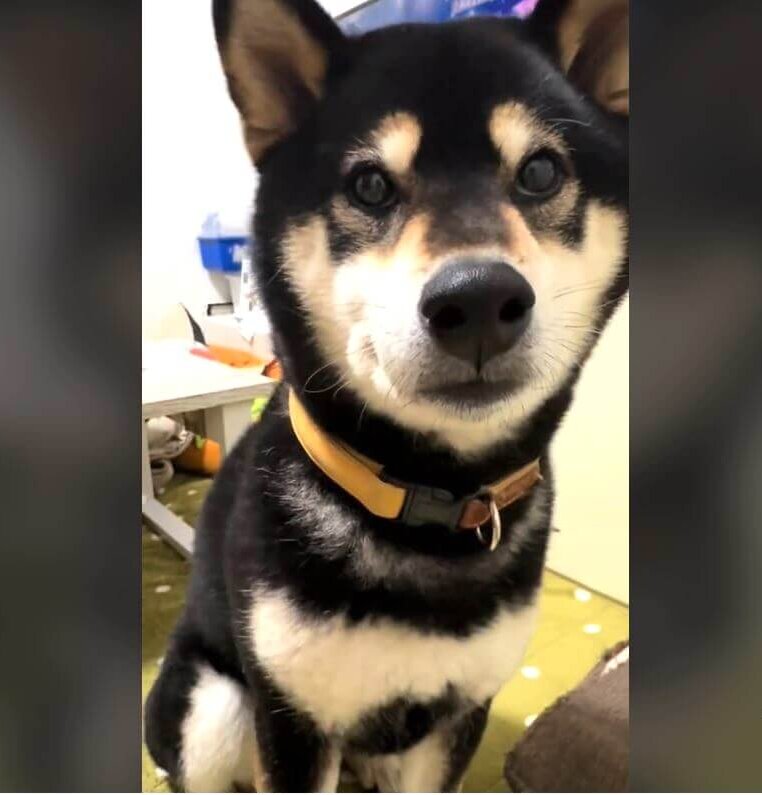 柴犬,動画