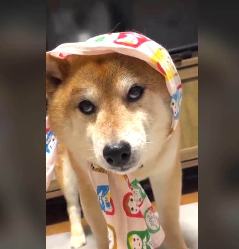 柴犬,動画