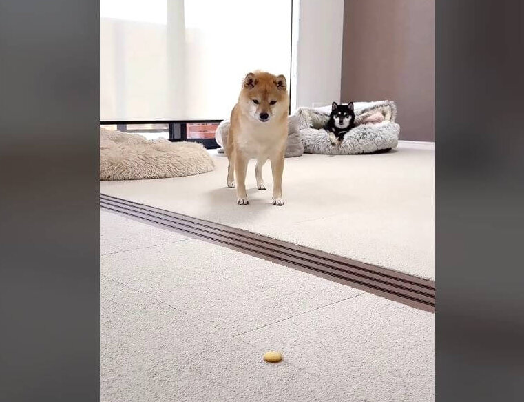柴犬,動画