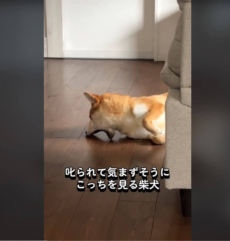 柴犬,動画