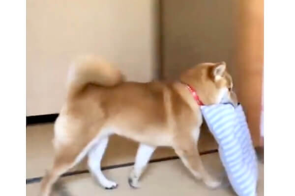 座布団をくわえてトコトコ逃走する柴犬、まさかの“自爆”オチが可愛すぎ