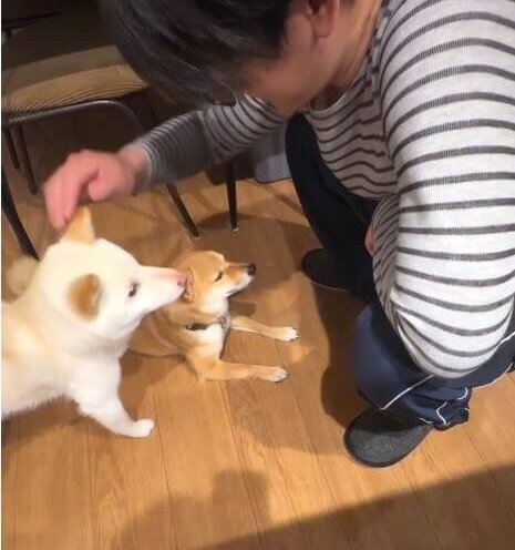 柴犬,動画