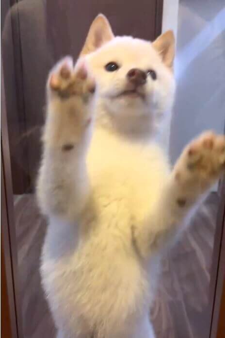 柴犬,動画