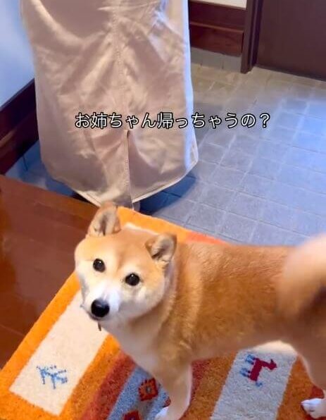 柴犬,動画