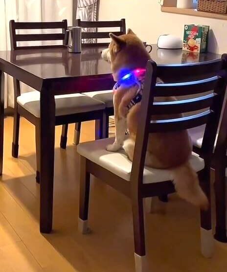 柴犬,動画