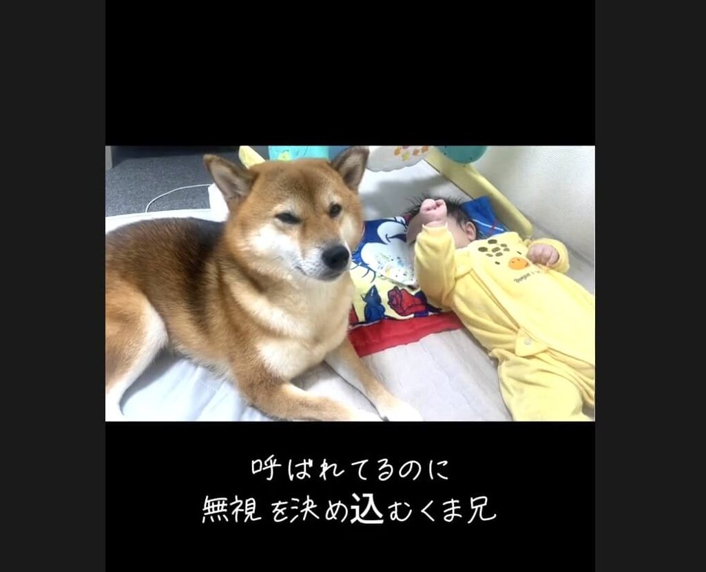柴犬,動画