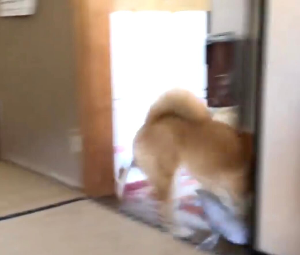 柴犬,動画