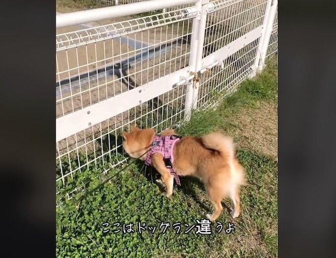 柴犬,動画