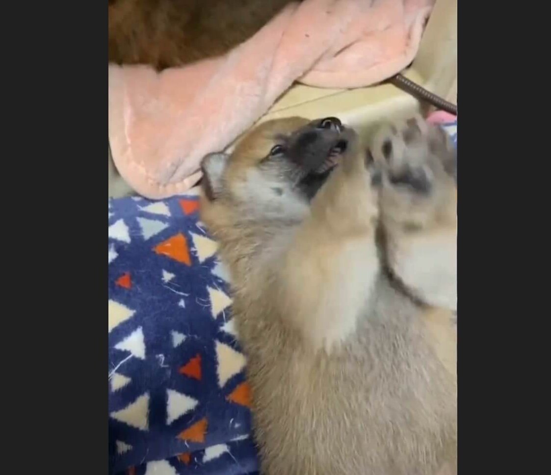 柴犬,動画